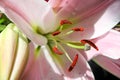 Lily flower macro view Royalty Free Stock Photo