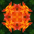 Lily flower mandala