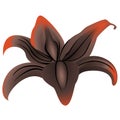 Lily flower orange