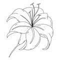 Lily flower outline drawing. Black and white image isolated on a white background. A blooming Lily flower. Garden summer flowers. Royalty Free Stock Photo