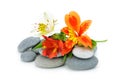 Lily flower and pebble. Royalty Free Stock Photo