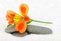 Lily flower and pebble. Royalty Free Stock Photo