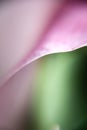 Lily flower petal abstract macro view Royalty Free Stock Photo