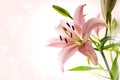 Lily flower with pink petals, stamen, pistil and green leaves against a bright bokeh background with copy space Royalty Free Stock Photo