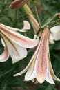 Lily flower with rain drops. Desktop wallpaper. raindrops. lily. Close-up of a lily flower with raindrops on the