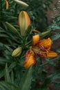 Lily flower with rain drops. Desktop wallpaper. raindrops. lily. Close-up of a lily flower with raindrops on the