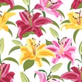 Lily flower seamless pattern on white background, Yellow, Red and Pink lily floral Royalty Free Stock Photo