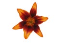 Lily flower with six petals isolated on white background Royalty Free Stock Photo
