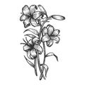 Lily flower sketch engraving vector Royalty Free Stock Photo