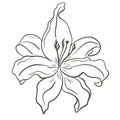 Lily flower sketch, hand engraving. Royalty Free Stock Photo