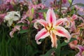 Lily flower or Stargazer Royalty Free Stock Photo