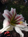 Lily flower tiger magenta white