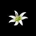 Lily Flower Vector