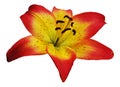 Lily Flower Vector