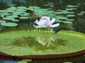 Lily flower on water on green leaf, Amazon Waterlily, Victoria amazonica