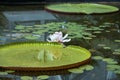 Lily flower on water on green leaf, Amazon Waterlily, Victoria amazonica