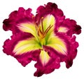 Lily flower on white isolated background with clipping path. Closeup. For design. .