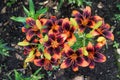 Lily in the flowerbed. Royalty Free Stock Photo