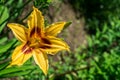 Lily in the flowerbed. Royalty Free Stock Photo