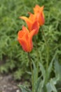 Lily-flowered tulip Ballerina Royalty Free Stock Photo
