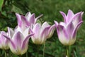 Lily-flowered tulip hybrid flowers Elegant Lady with lavender pink to white bicolored petals