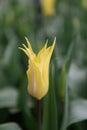 Lily-flowered tulip Tulipa `Florijn chic` pointed yellow flower Royalty Free Stock Photo