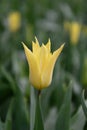 Lily-flowered tulip Tulipa `Florijn chic` a pointed yellow flower Royalty Free Stock Photo