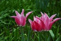 Lily-flowered tulip Tulipa Yonina Royalty Free Stock Photo