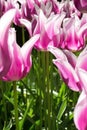 Lily flowered tulip Royalty Free Stock Photo