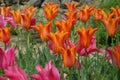 Lily flowered tulips, bright pink and orange flowers