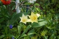 Lily-flowered yellow tulips and Triumph yellow-red tulip \