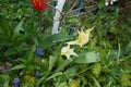 Lily-flowered yellow tulips and Triumph yellow-red tulip \