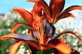 Lily. Flowering lilies with black-orange flowers in summer garden.Close-up. Royalty Free Stock Photo