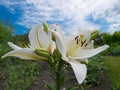 Lily flowers