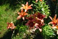 Lily flowers, Asiatic Lilium x hybrids \'Whistler\' and \'Cancun\', bloom in July in the garden. Royalty Free Stock Photo