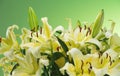 Lily flowers bouquet. Beautiful lillies, big bunch over green background. Close up