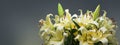 Lily flowers bouquet. Beautiful yellow lillies, big bunch over grey background Royalty Free Stock Photo