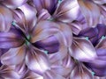 Lily flowers. bright violet-nacrous background. floral collage. flower composition.