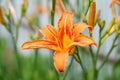 Lily flowers. Close-up of beautiful large orange lily flowers on a blurred background. Daylily in the garden. Garden summer Royalty Free Stock Photo