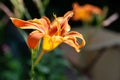 Lily flowers. Close-up of beautiful orange lily flowers on a blurred background. Daylily in the garden. Garden summer flowers. Royalty Free Stock Photo