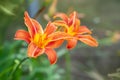Lily flowers. Close-up of beautiful orange lily flowers on a green blurred background. Daylily in the garden. Garden summer Royalty Free Stock Photo