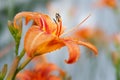 Lily flowers. Close-up of wet beautiful orange flowers Lilies with drops on a blurred background with bokeh effect. Daylily in the Royalty Free Stock Photo