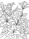 lily flowers coloring page and book. Black lines, white background, vector Royalty Free Stock Photo