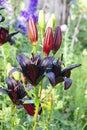 Lily flowers with dark maroon buds with water drops on the petals Royalty Free Stock Photo