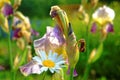 Lily flowers in the garden in the summer evening Royalty Free Stock Photo