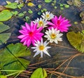 Lily flowers gracefully adorning the surface of a water body, a charming bouquet of flowers floating on top.