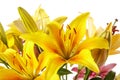 Lily flowers isolated over white background Royalty Free Stock Photo