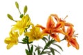 Lily flowers isolated over white background Royalty Free Stock Photo