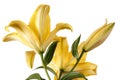 Lily flowers isolated over white background Royalty Free Stock Photo