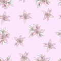 Lily flowers isolated on pink background. Watercolor handwork illustration. Draw of blooming lily. Seamless pattern for design
